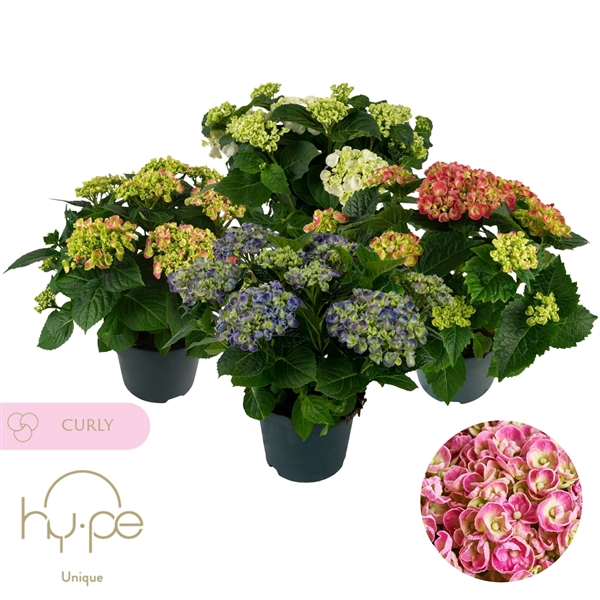 <h4>Hydrangea Curly Wurly Mix 7+ | Hy-pe Unique</h4>