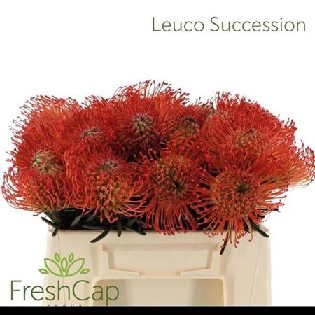 <h4>Leuco Co Succession</h4>