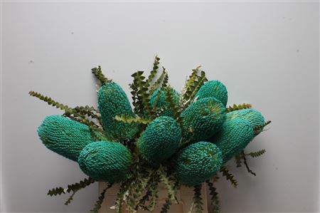 <h4>Banksia Speciosa Turqoise</h4>