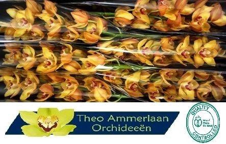 <h4>Esther 80 x8</h4>