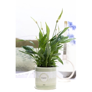 Spathiphyllum Korto in P&P cadeau concept: GO GREEN!