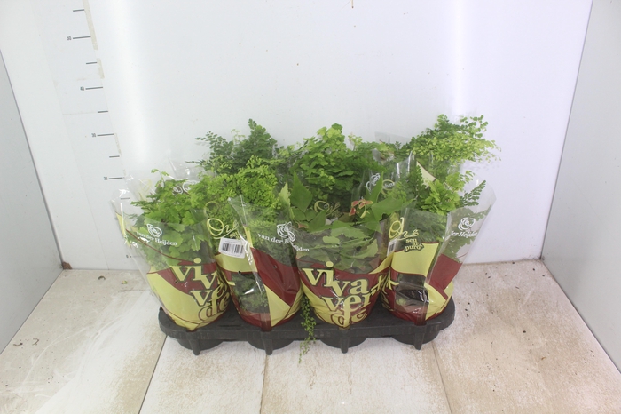 <h4>AVENCA VARIADA P15</h4>