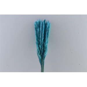 Dried Fluffy Pampas L. Blue 20pcs Bunch Slv