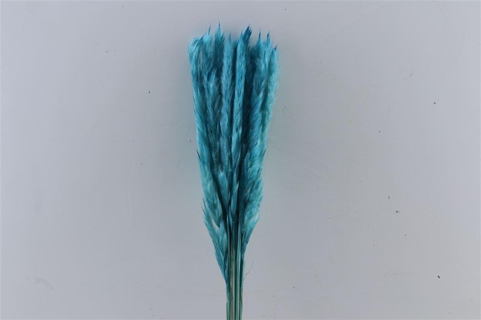 <h4>Dried Fluffy Pampas L. Blue 20pcs Bunch Slv</h4>
