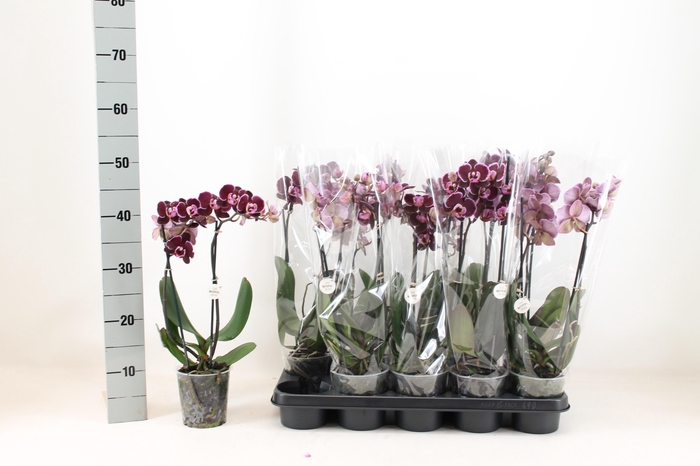 <h4>PHAL AN MONTPELLIER</h4>