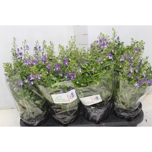ANGELONIA P14 ROXO