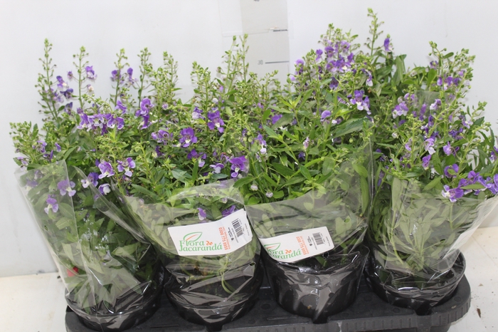 <h4>ANGELONIA P14 ROXO</h4>