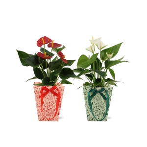 Anthurium red&white mix in Cozy Christmas bag