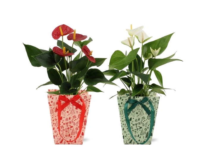 <h4>Anthurium red&white mix in Cozy Christmas bag</h4>