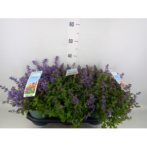 Nepeta faassenii  'Purrsian Blue'
