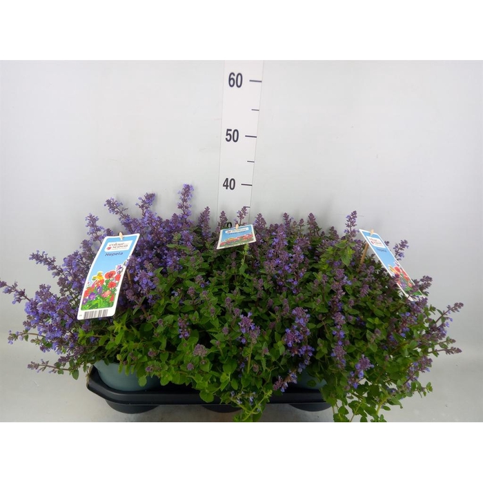 <h4>Nepeta faassenii  'Purrsian Blue'</h4>