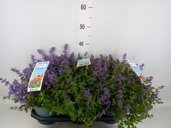 Nepeta faassenii  'Purrsian Blue'