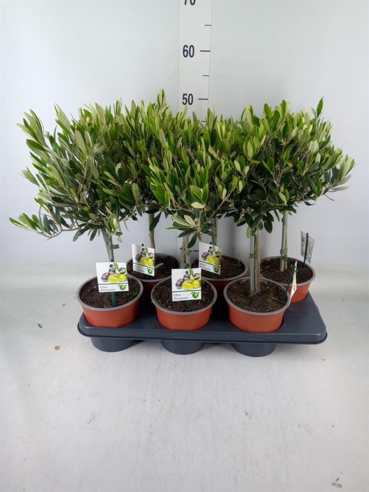 <h4>Olea europaea</h4>