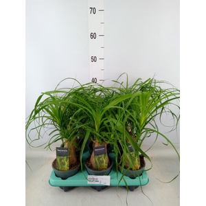 Beaucarnea recurvata