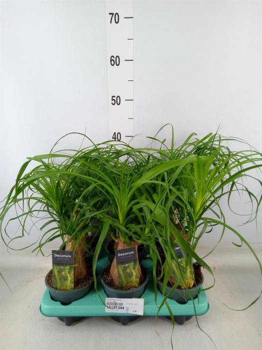 <h4>Beaucarnea recurvata</h4>