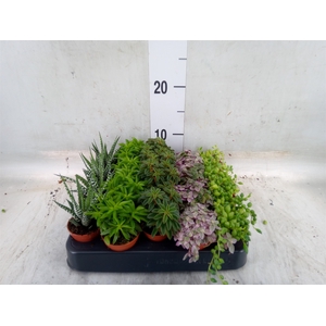 Planten  ..mix