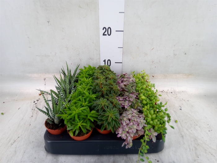 <h4>Planten  ..mix</h4>