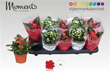 <h4>KAL GE GEM 2 KL</h4>