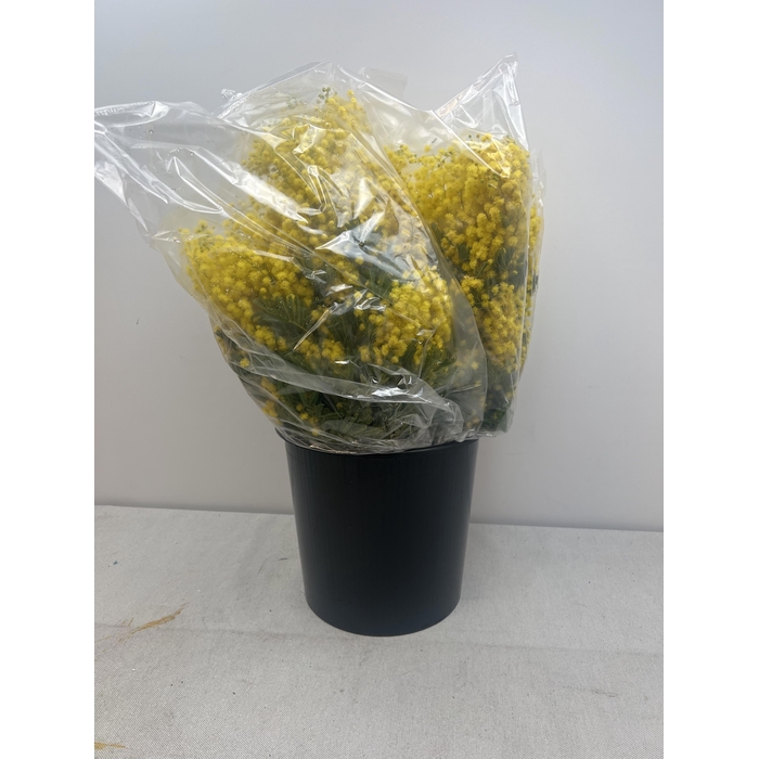 <h4>ACACIA DEALBATA TURNER PB</h4>