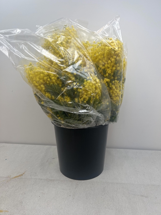 ACACIA DEALBATA TURNER PB