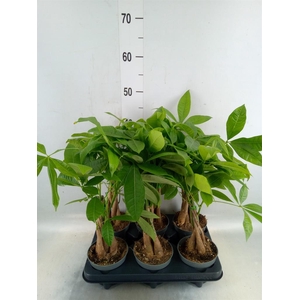 Pachira aquatica