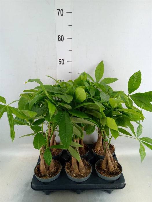 <h4>Pachira aquatica</h4>