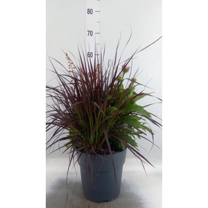 Vaste pltn   ...mix 3  [Perennials]