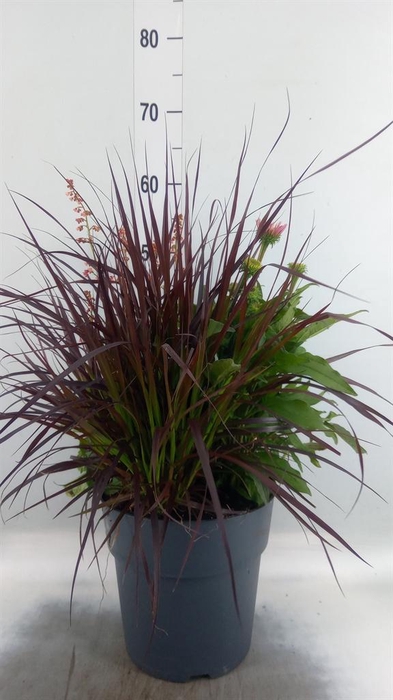 <h4>Vaste pltn   ...mix 3  [Perennials]</h4>