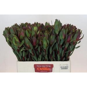 Leucadendron Senorita