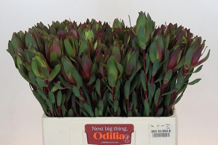 Leucadendron Senorita