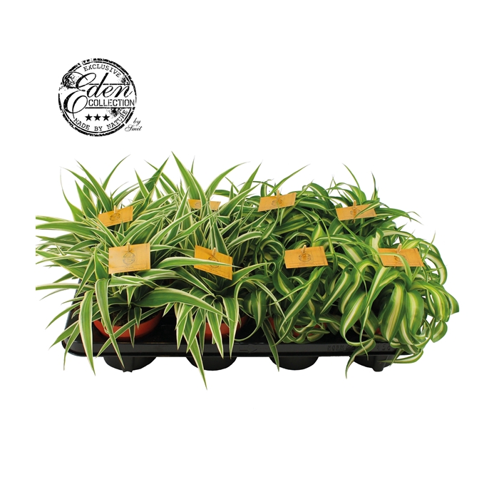 <h4>Chlorophytum gemengd 12cm</h4>
