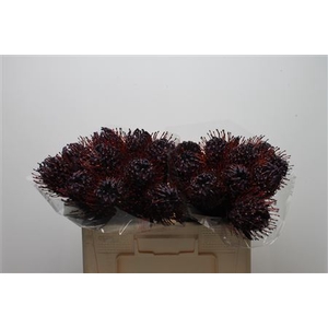 Leuco Klbh Aubergine