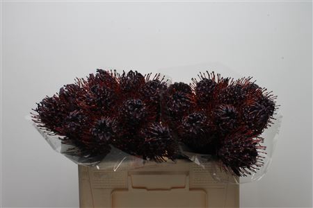 <h4>Leuco Klbh Aubergine</h4>