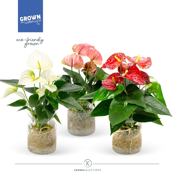 <h4>Anthurium - KARMA Grandi Flora Mix | Agua di Karma | Melkbus</h4>