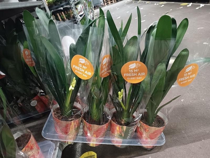 <h4>Clivia miniata</h4>