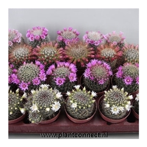 115 Bloeiend cactus jan/Juni 6,5 cm
