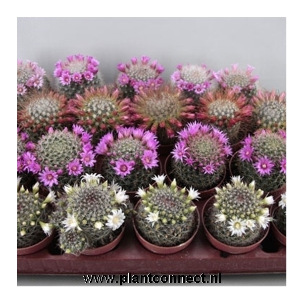 <h4>115 Bloeiend cactus jan/Juni 6,5 cm</h4>