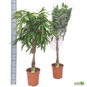 FIC BIN AMSTEL KING
