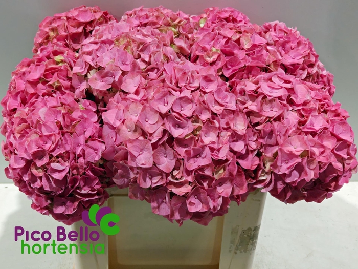 <h4>HYDR M MY RIVIERA</h4>