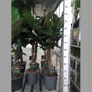 Ficus elastica 'Burgundy'