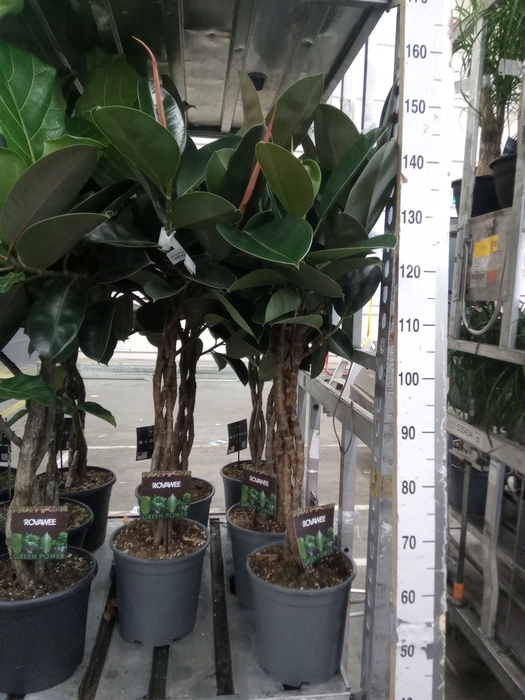<h4>Ficus elastica 'Burgundy'</h4>