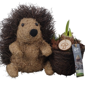 PTAA7555 Arrangementen Hippeastrum