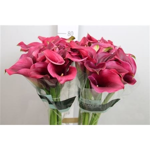 Zantedeschia  'Captain Promise'