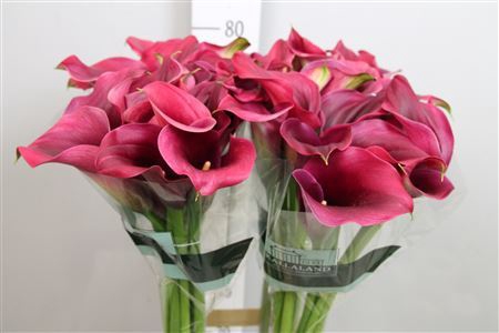 <h4>Zantedeschia  'Captain Promise'</h4>