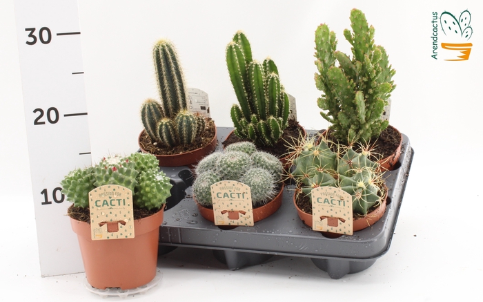 <h4>CACTUS GEM</h4>