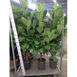 Ficus lyrata