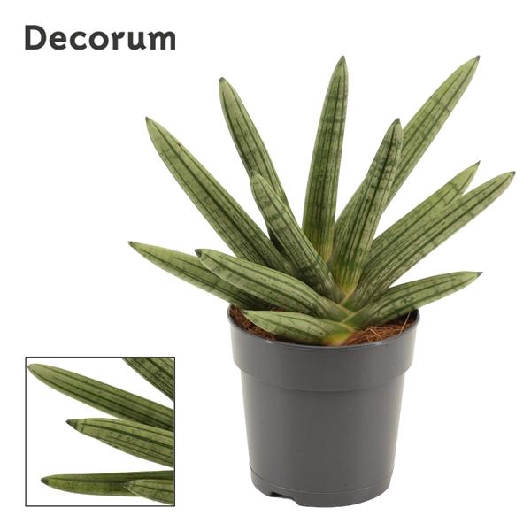 <h4>Sansevieria cylindrica 'Boncel'</h4>