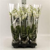 Phalaenopsis ...white