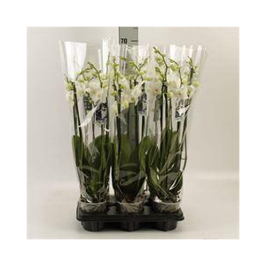 Phalaenopsis ...white