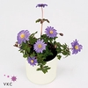 ANEMONE BLANDA